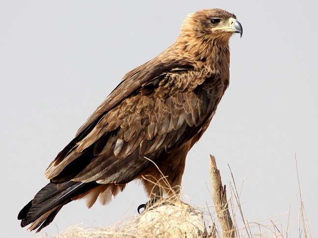 Tawny Eagle