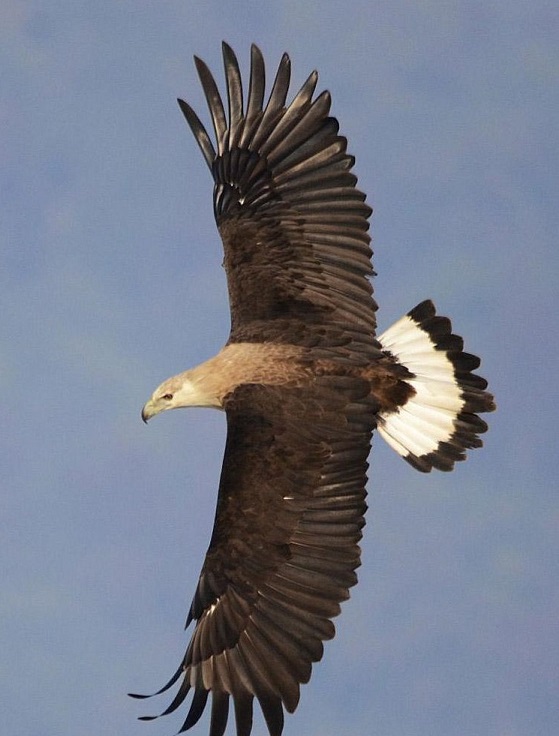 Pallas's Fish Eagle