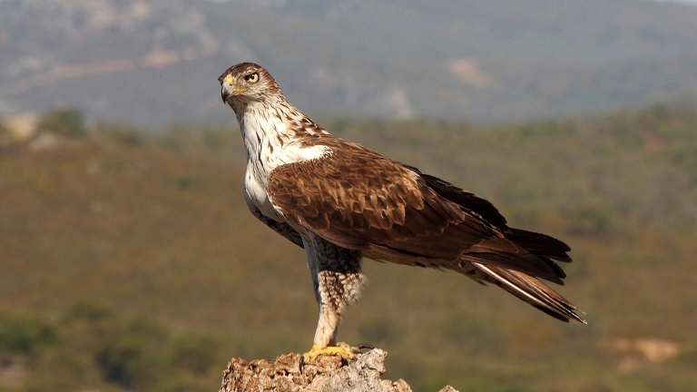 Bonelli's Eagle