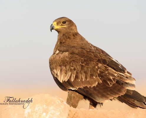 انواع عقاب های ایران