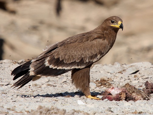 Steppe Eagle