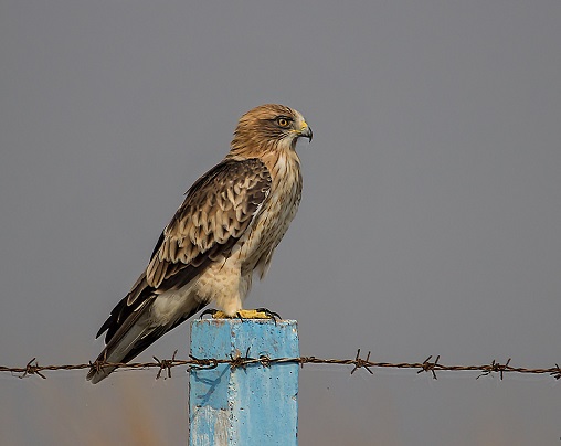 Booted Eagle