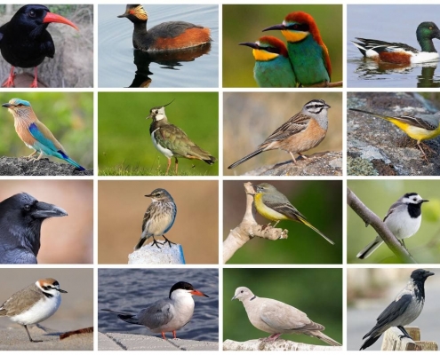 چک لیست پرندگان ایران