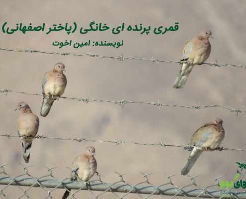 پاختر پرنده اصفهانی