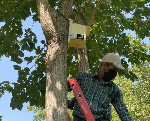 کوه صفه لانه پرنده