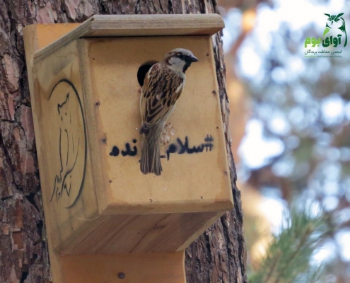 لانه پرندگان چهارباغ