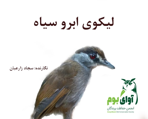 لیکوی ابرو سیاه