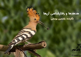 پرنده هدهد شانه بسر