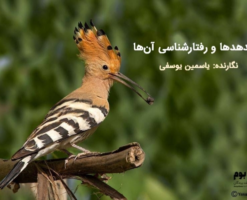 پرنده هدهد شانه بسر