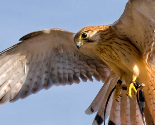 واحد شمارش پرنده شکاری و واحد شمارش پرندگان