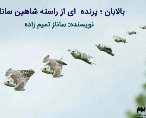 بالابان پرنده