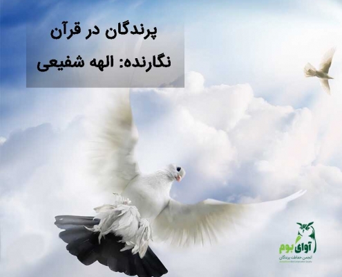 پرندگان در قرآن