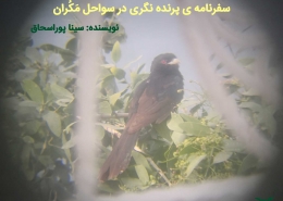 پرنده نگری در ایران