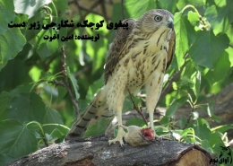 پرنده شکاری پیغوی کوچک