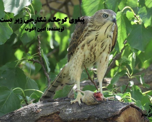 پرنده شکاری پیغوی کوچک