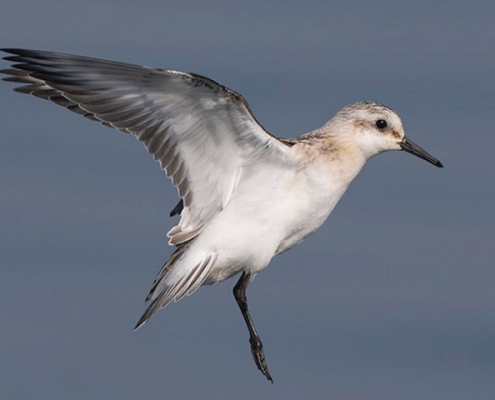 پرندگان مهاجر