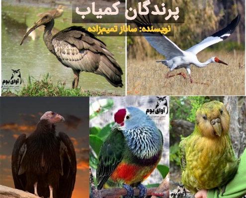 پرندگان کمیاب ایران