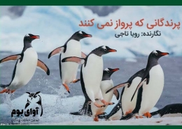 نام پرندگانی که پرواز نمی کنند