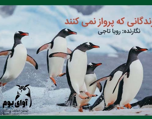 نام پرندگانی که پرواز نمی کنند