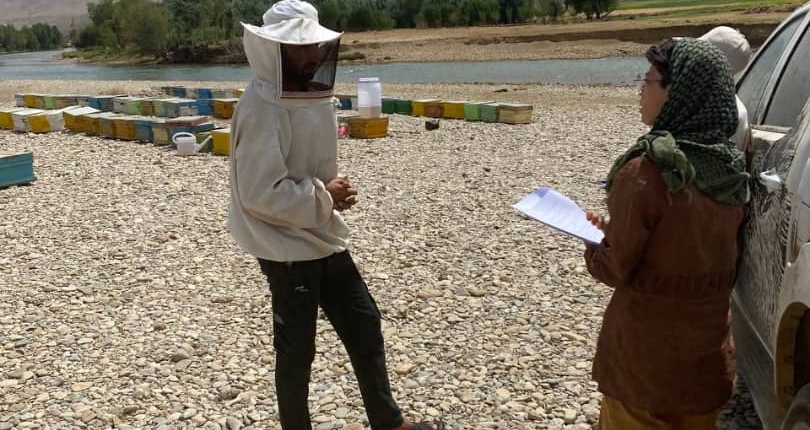 پروژه کنترل تعارض کندوداران و پرندگان زنبورخوار