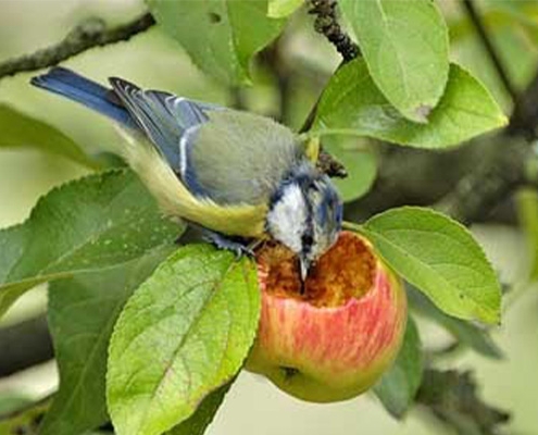 چرخ ریسک آبی