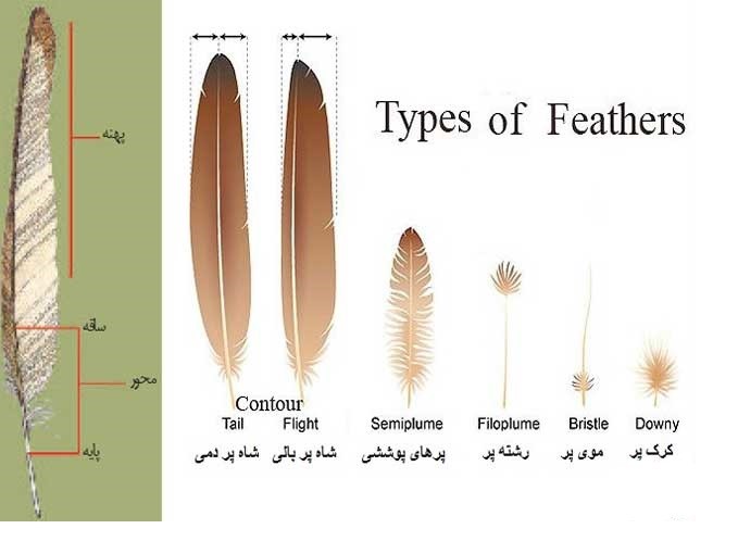 گونه چرخ ریسک سر آبی