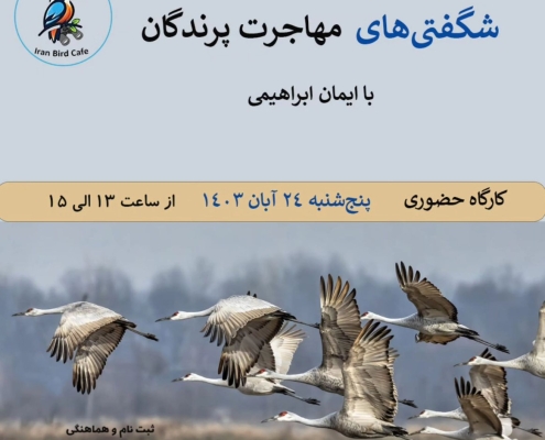 کافه پرنده