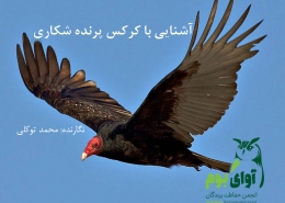 کرکس