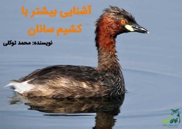 کشیم گردن سرخ