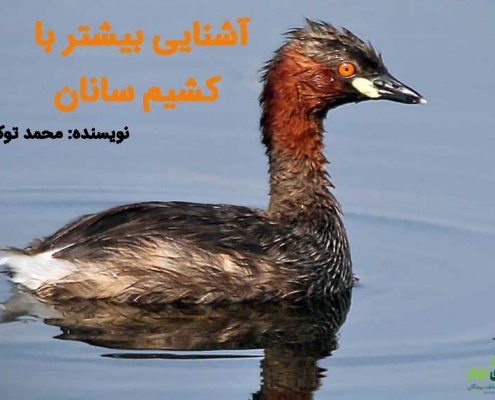 کشیم گردن سرخ