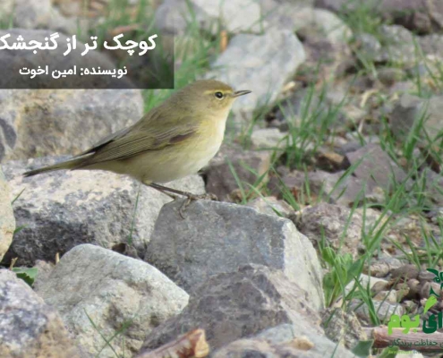 گنچشک سانان