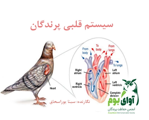 دستگاه گردش خون در پرندگان
