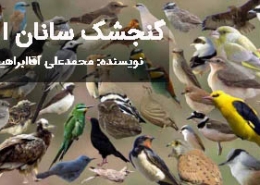 گنجشک سانان عکس