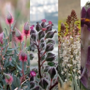 گیاهان بومی و پرندگان