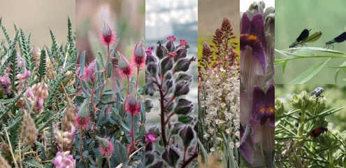 گیاهان بومی و پرندگان